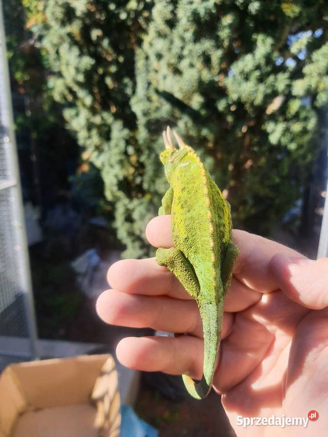 kameleon jacksona sprzedam