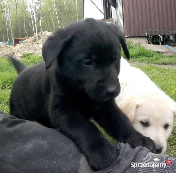 Szczeniaki LabradorHusky sprzedam