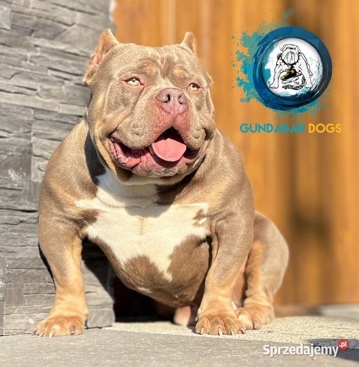 American Bully ABKC Amstaff wielkopolskie Koło