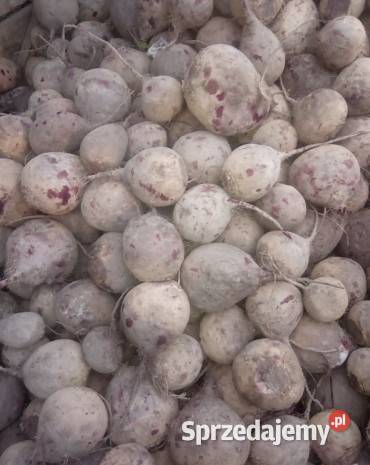 Ziemniaki QUEEN ANNE GALA Kartofle Marchew Ozimek