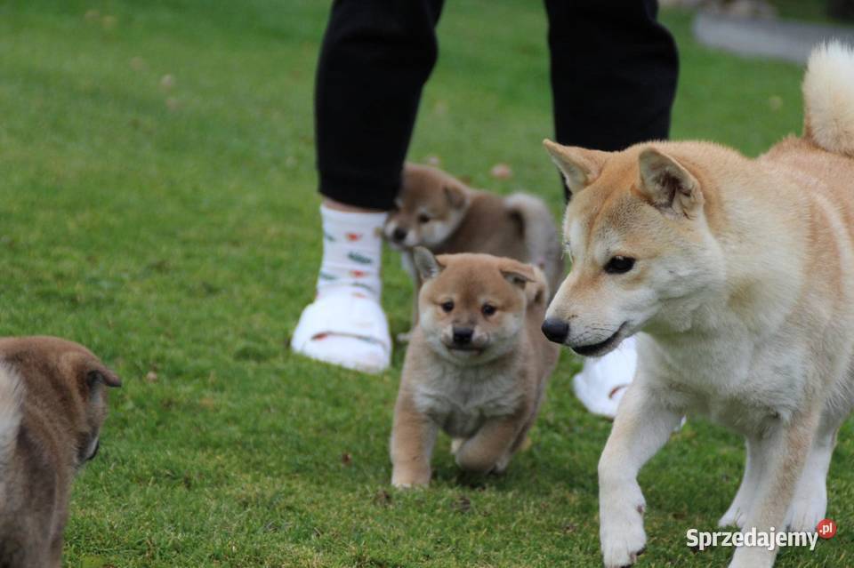 Szczeniak Shiba Inu odbiór listopad 2024 ZKwPFCI Rzeszów sprzedam