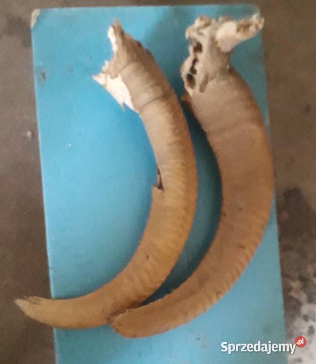 Rogi jakiegoś niezidentyfikowanego zwierzaka 32 małopolskie Kraków sprzedam