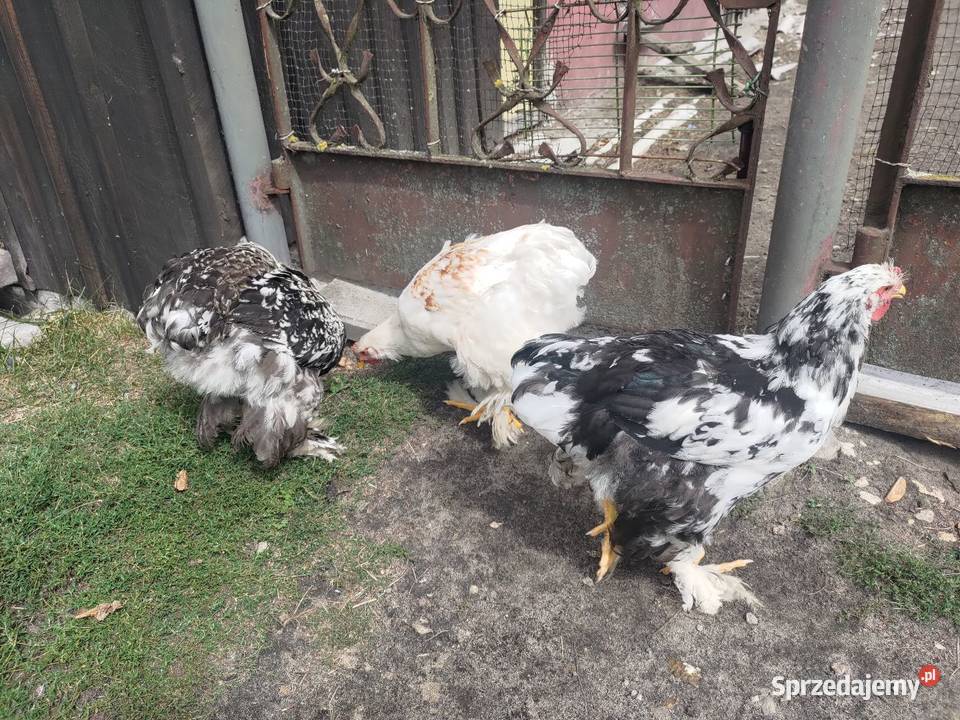 Kochin kochiny olbrzymie Przedbórz sprzedam