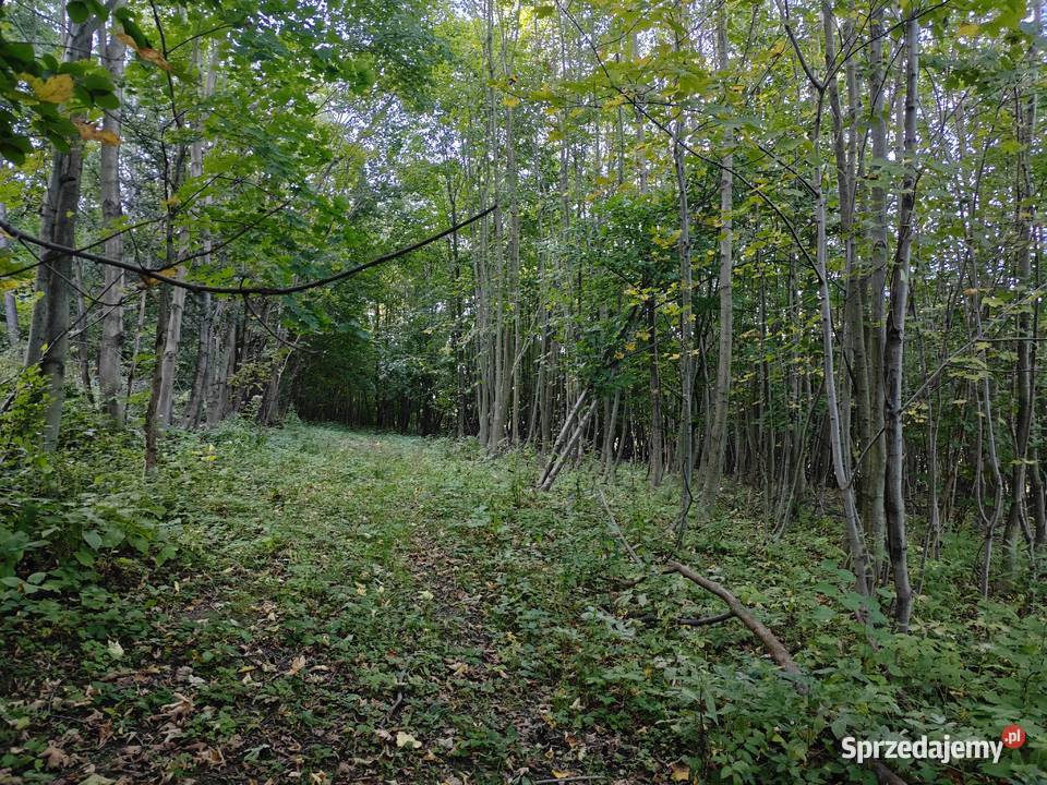 Działka leśnorekreacyjna 3 194 m Cergowa gm rolna