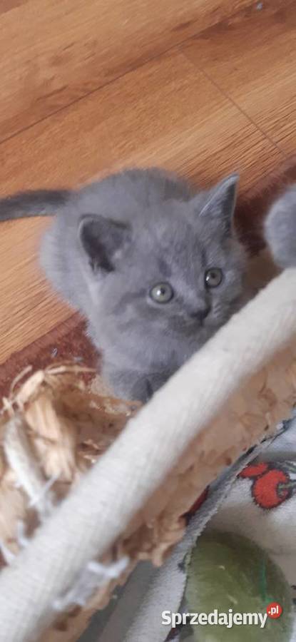 Kotki brytyjskie Lublin