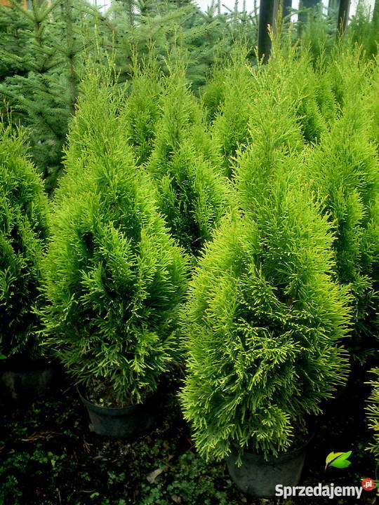 Tuje żółte złote na żywopłot Brabant Szmaragd małopolskie Proszowice sprzedam