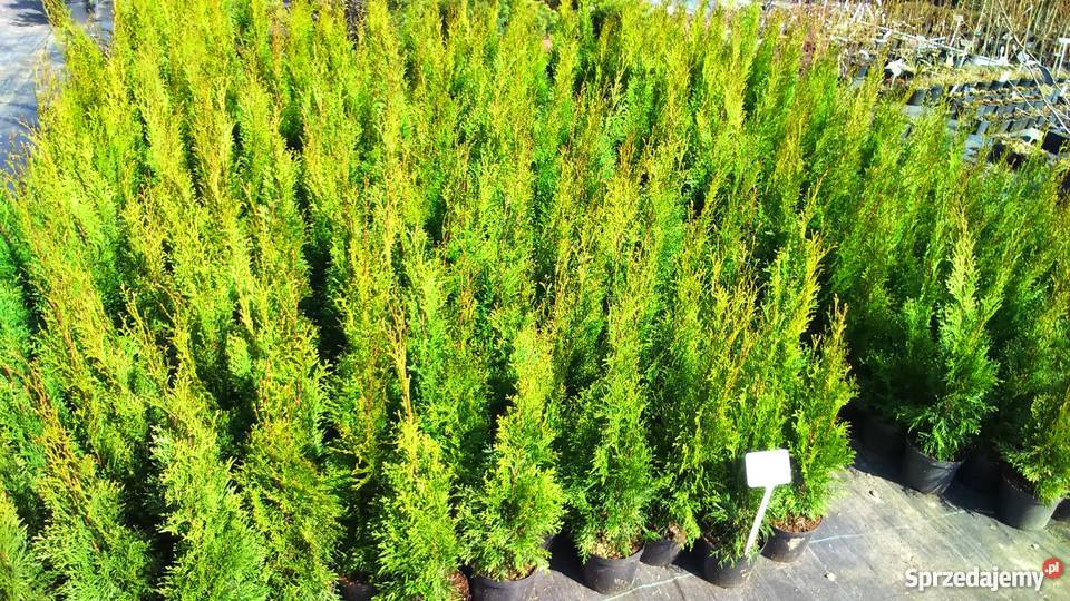 Piękna Tuja Szmaragd 6070 Krakowa Rośliny Garlica Duchowna sprzedam