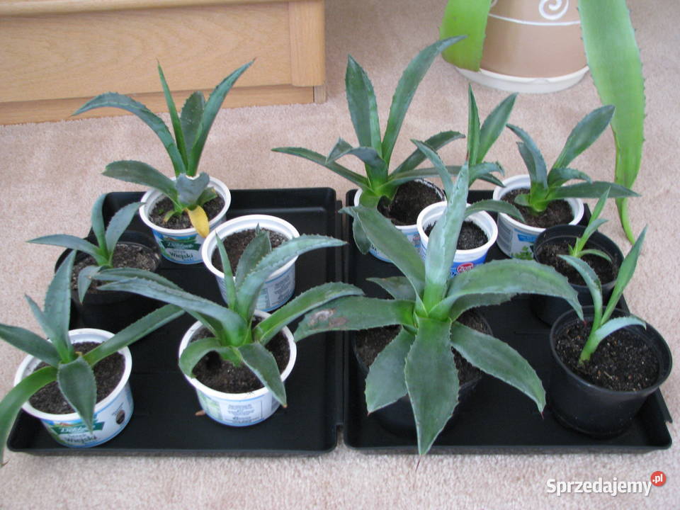 Agawa zdrowe ukorzenione sadzonki do ogrodu Liściaste małopolskie Brzegi