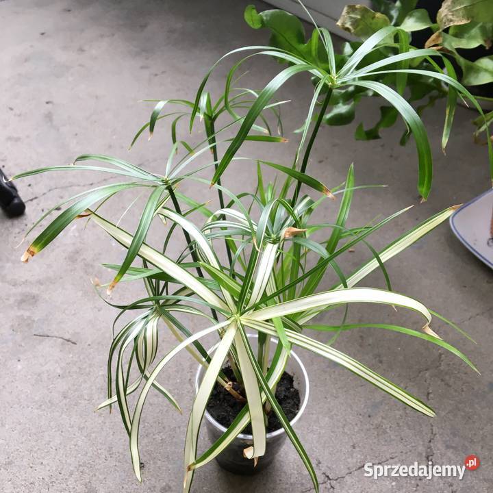 Cibora papirus wariegata sadzonki mazowieckie Warszawa sprzedam