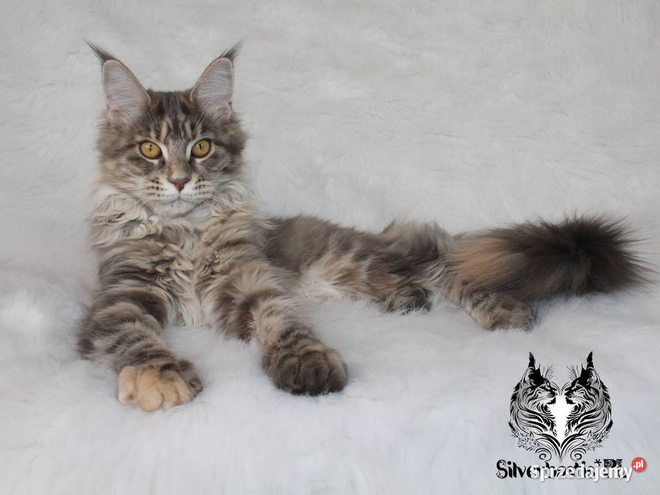 Kotka Maine Coon kociego behawiorysty Maine Coon Nowa Ruda sprzedam