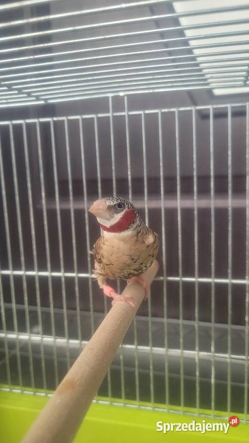 Amadyna obrożna Zwierzęta Wieliczka