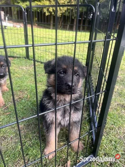 Domowe Owczarki Niemieckie z Rodowodem podkarpackie Tarnowiec