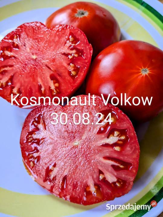 Pomidory Ciekawe odmiany stara Rosja nasiona do Kraków