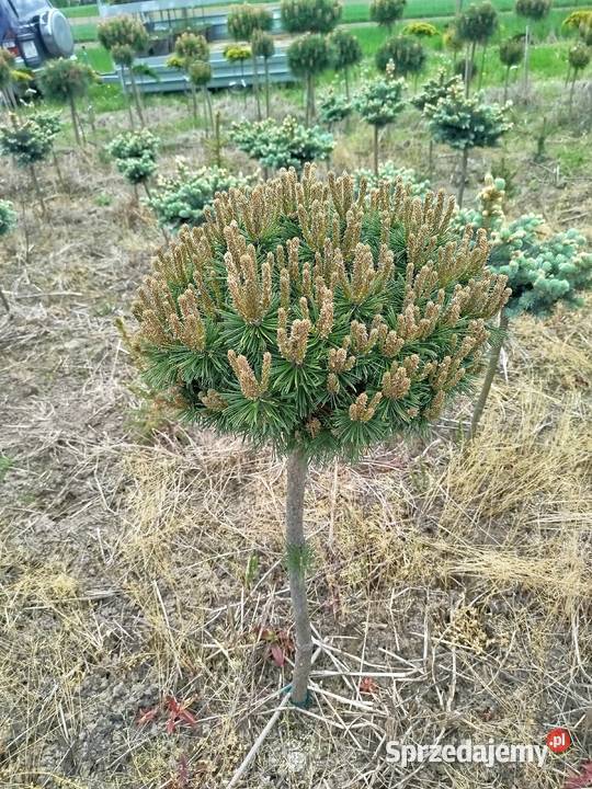 Sosna Pinus mugo LOW Glow Varella GLAUCA GLOBOSA Przedmieście Dubieckie sprzedam