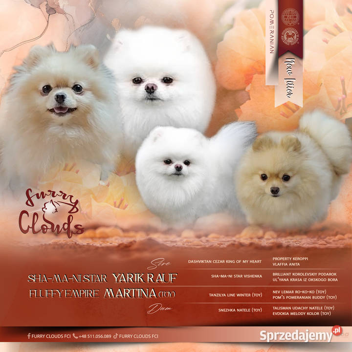 Szpic miniaturowy Pomeranian ZKwP FCI Szpic miniaturowy zachodniopomorskie Szczecin