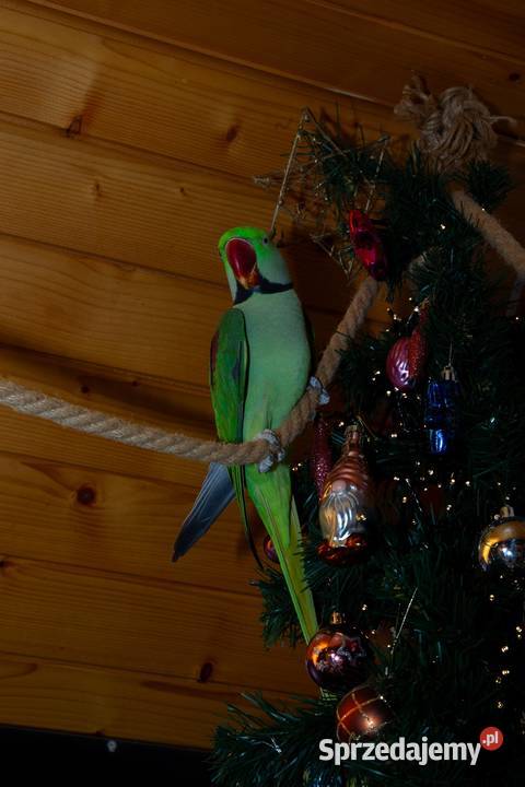 aleksandretta samiec Ptaki Koszyce Wielkie sprzedam