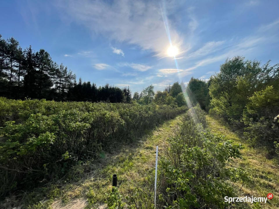 Grunt 1845 metrów Podkampinos Jagodowa Grunty i działki