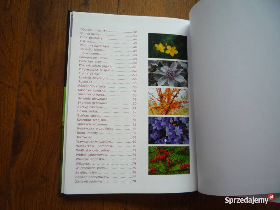 Nowa Książka Album Przewodnik Rośliny chronione Szczecin