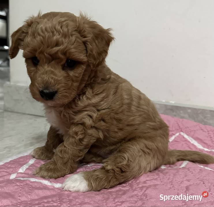 Piesek bichpoo bichon frise pudel toy nie mazowieckie Warszawa