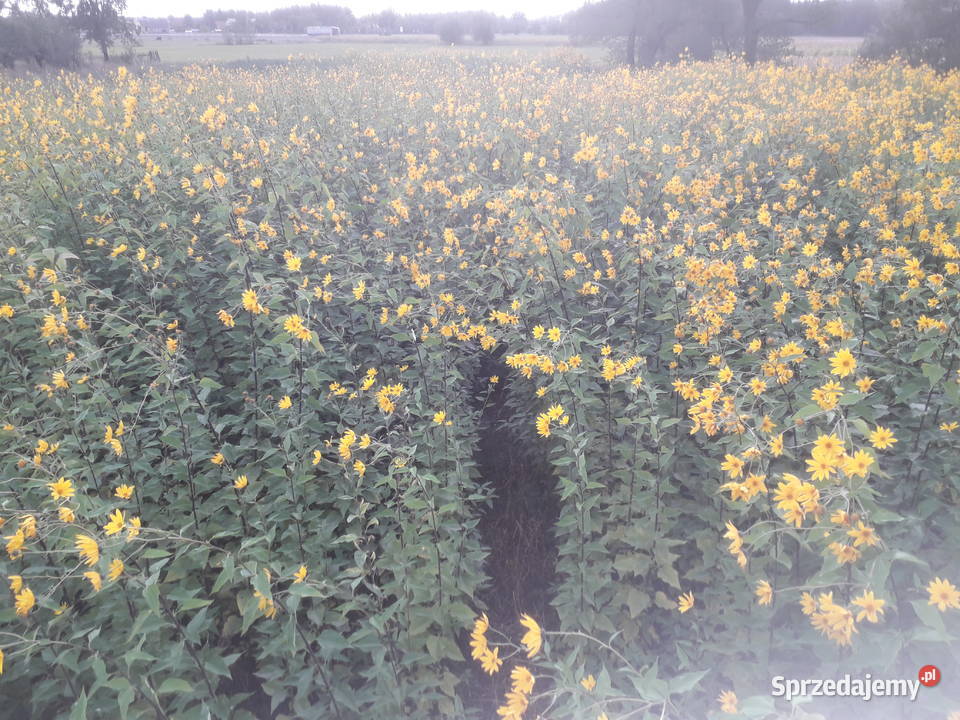 Topinambur słonecznik bulwiasty Rośliny okopowe Ostrzeszów