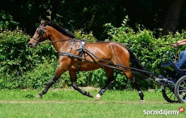 Sprzedam klacz Sp Dębina