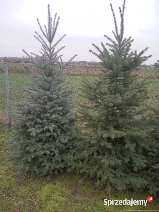 Choinki Świąteczne z plantacji Bełżyce sprzedam