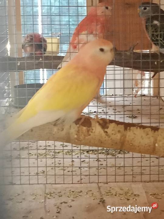 Lilianki Strzelce Opolskie