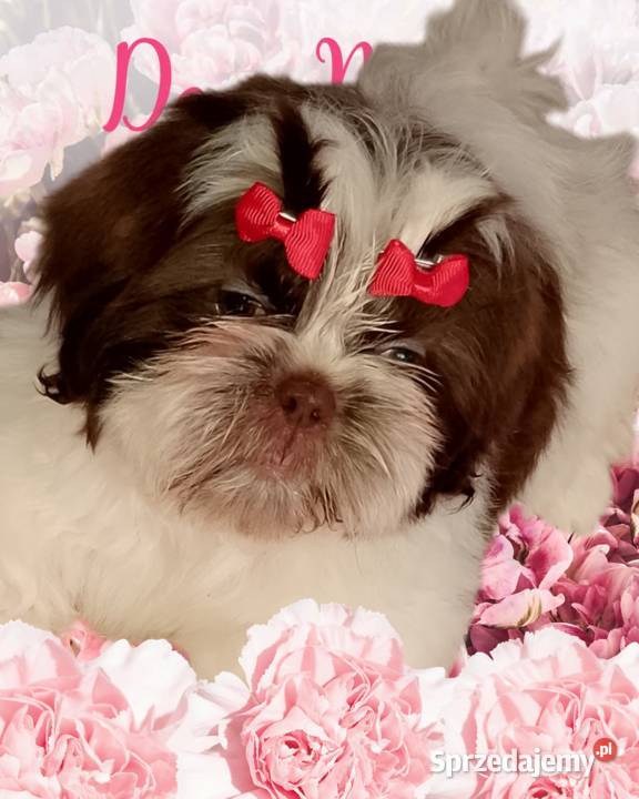 Piękna suczka Shih Tzu biało czekoladowa