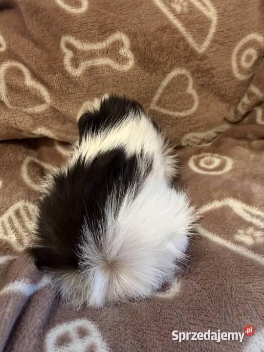 świnka morska cavia domowa SAMIEC Koszyce Wielkie sprzedam