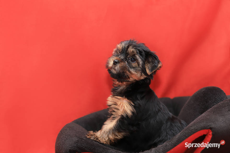 Alutka i siostry Yorkshire Terrier czekają na dolnośląskie Oława