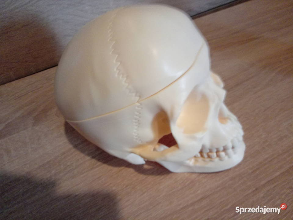 Czaszka kostek szkielet ciało człowieka