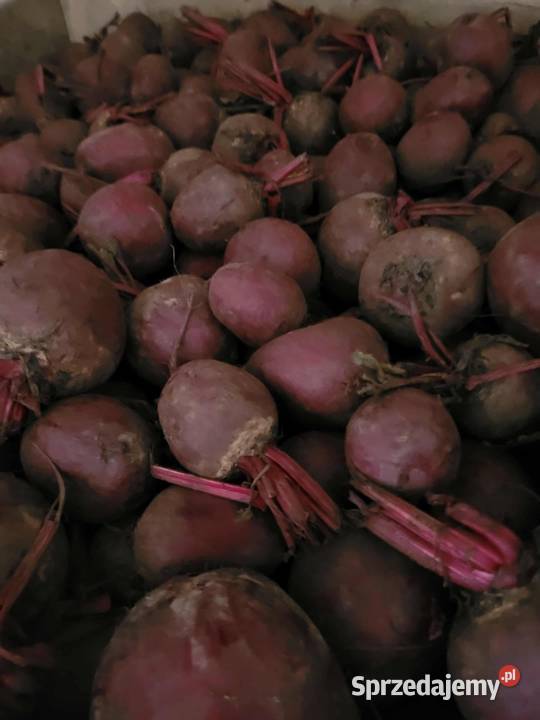 Buraczki Łaźniewek