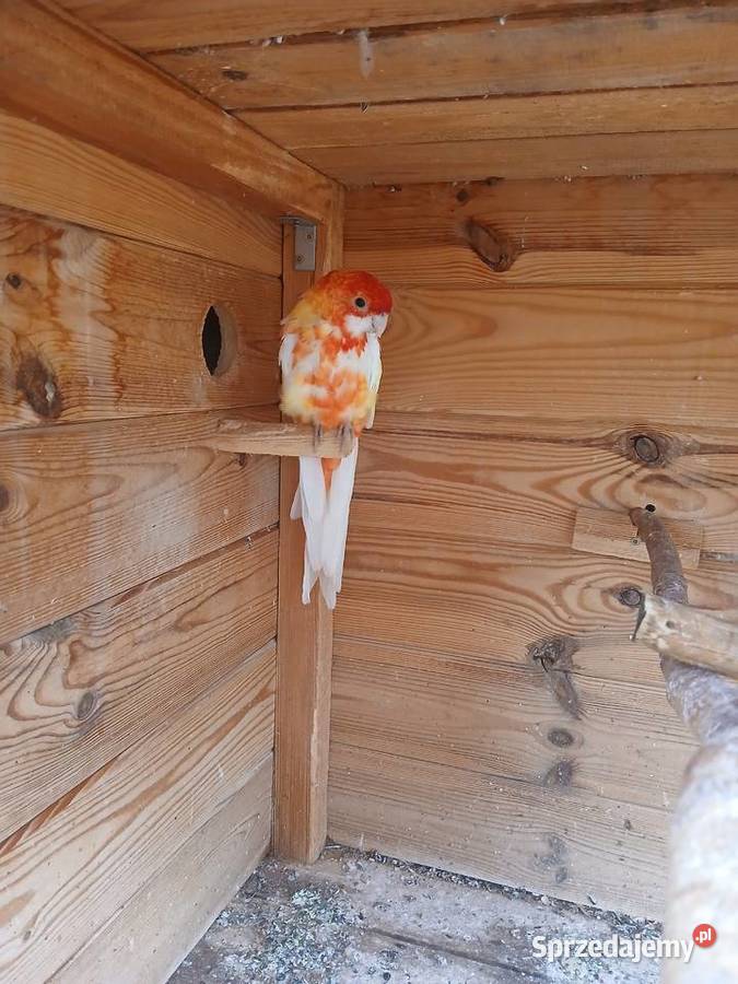 Woliera z papugami okazja rozelle Goździk