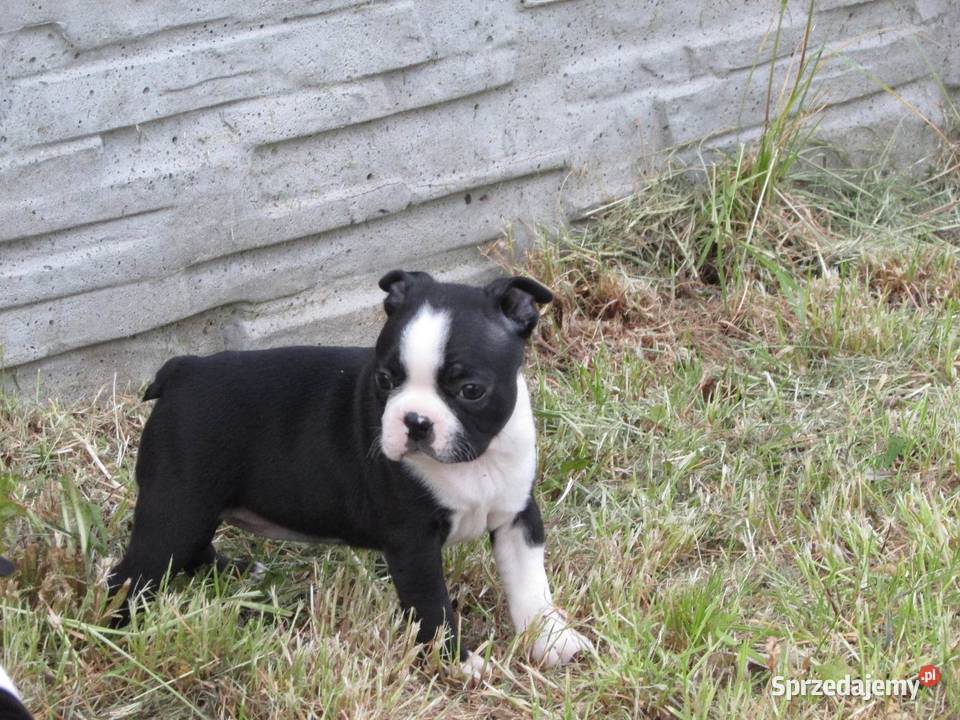 Boston Terrier Szczenięta Krośniewice