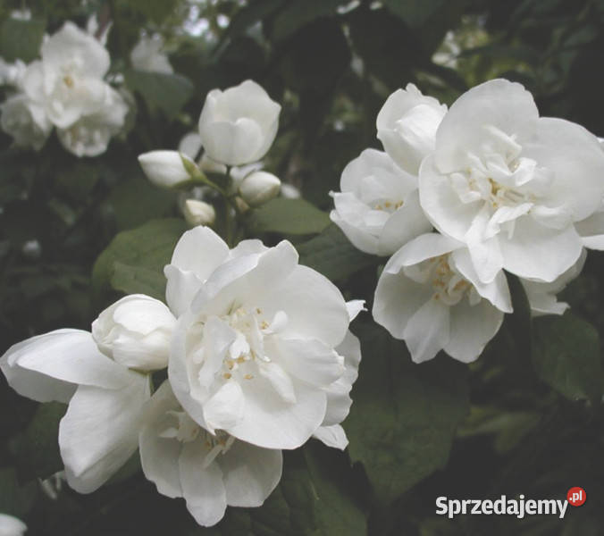 JAŚMINOWIEC Dame Blanche sadzonki w doniczkach Ustronie