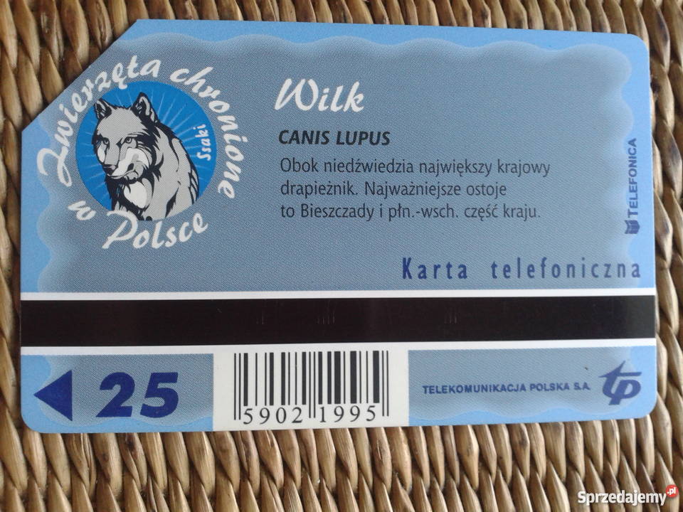 WILK KRAJOWY DRAPIEŻNIK lubelskie