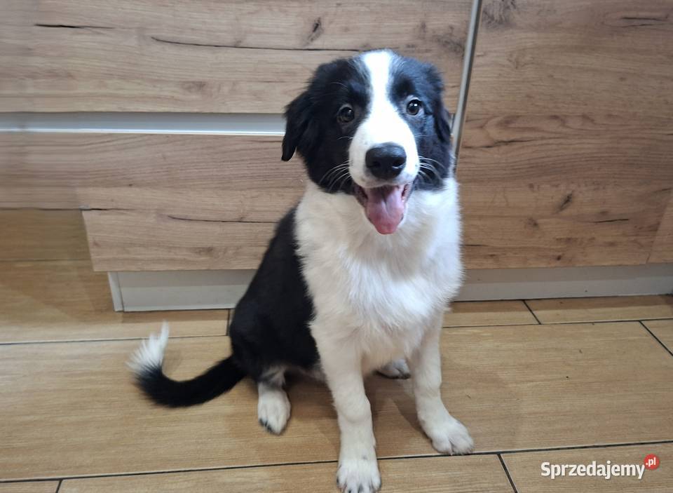Border Collie szczeniaki inteligentne Ziębice
