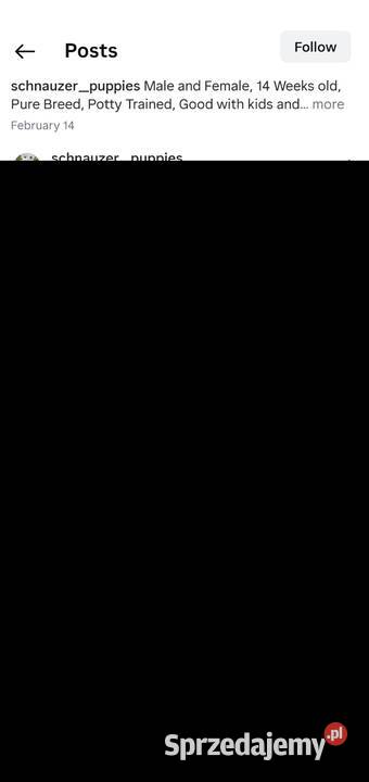 Szczenięta sznaucera dostępne Smogorzów