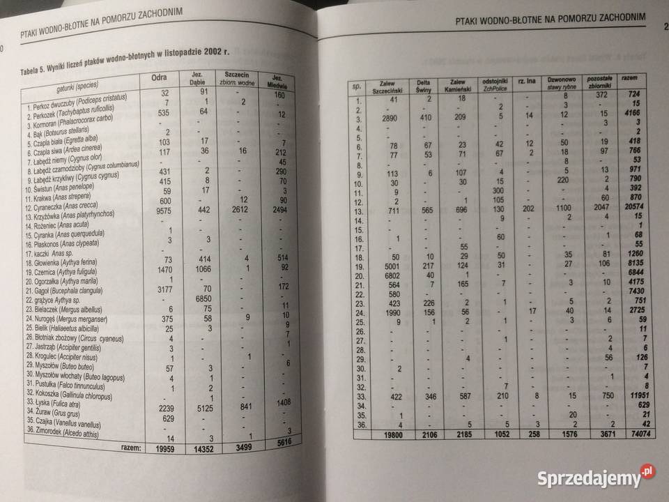 3683 Ptaki WodnoBłotne Na Pomorzu Zachodnim zachodniopomorskie Szczecin