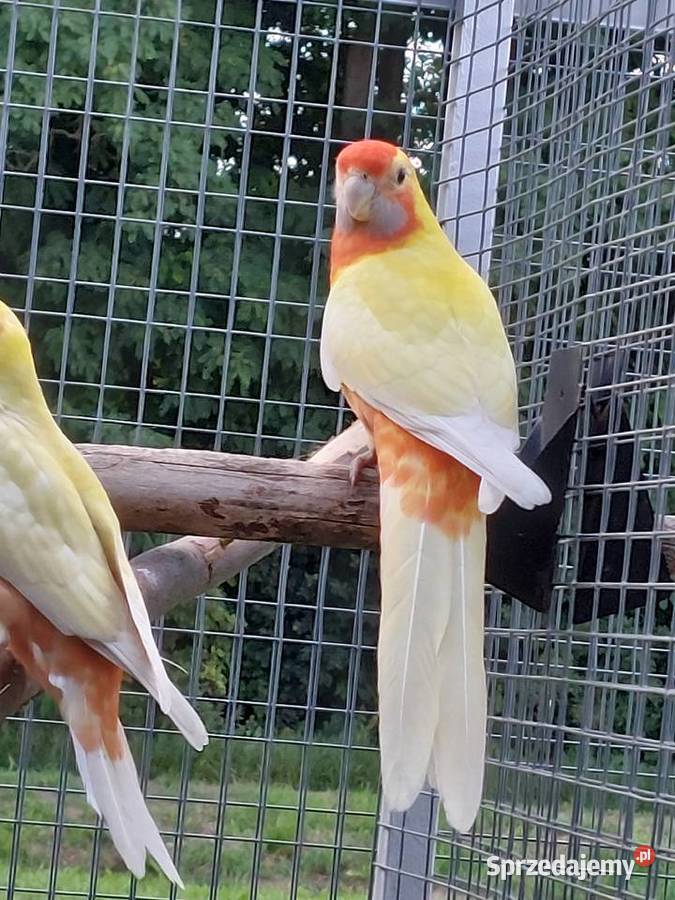 Posiadam na sprzedaż rozelle królewskie w Ptaki małopolskie sprzedam