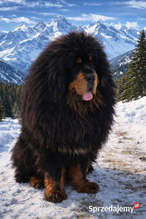 Mastif Tybetański szczeniak Sandomierz