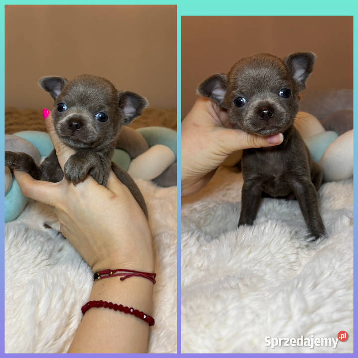 Chihuahua krótkowłosy piesek liliowy badania DNA Bełchatów