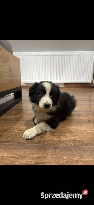 Szczeniaki border collie Niedźwiedź