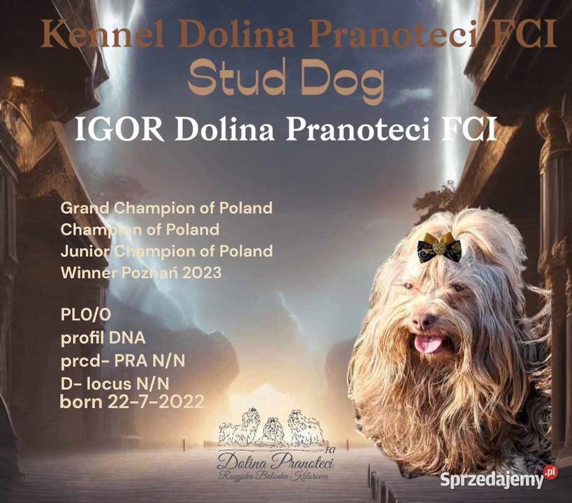 Rosyjska Bolonka Kolorowa ZKwP Gorzów Wielkopolski