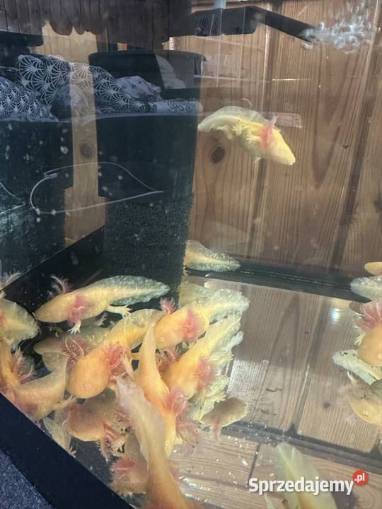 Axolotl Aksolotl Salamandra Meksykańska Gady i płazy Kępno