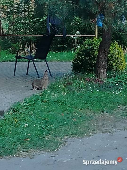 Królik pupil wolny wybieg młode żywe tuszka Mokrzyska