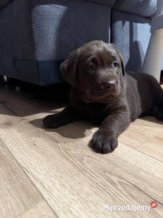 Pieski i suczki Labradora Retriever czarnego małopolskie Tarnów