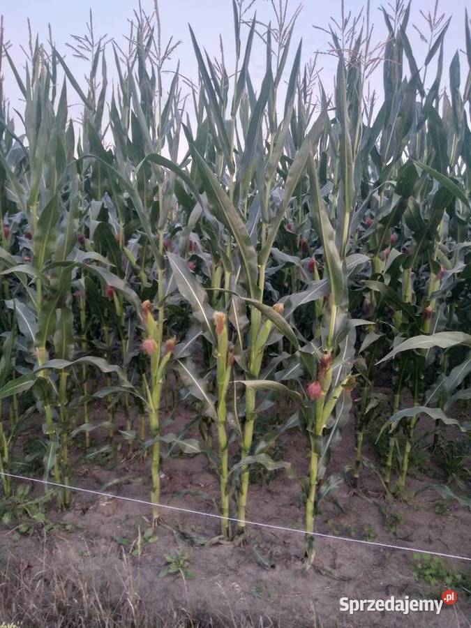 Kukurydza Wyszonki-Błonie