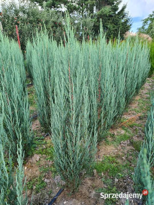 Jałowiec skalny Juniperus scop BLUE ARROW 120140 Mogielnica