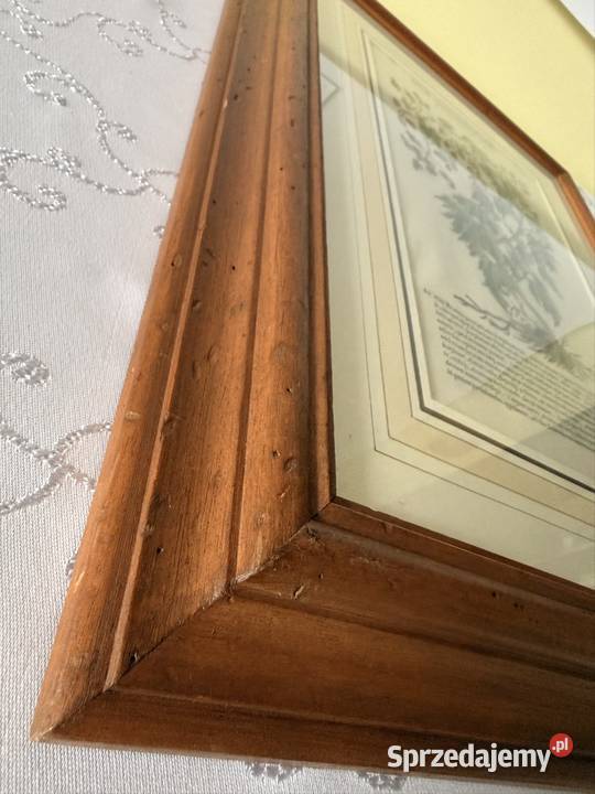 Antyczny Miedzioryt 1563 Oryginalny Starodruk Czerwionka-Leszczyny sprzedam